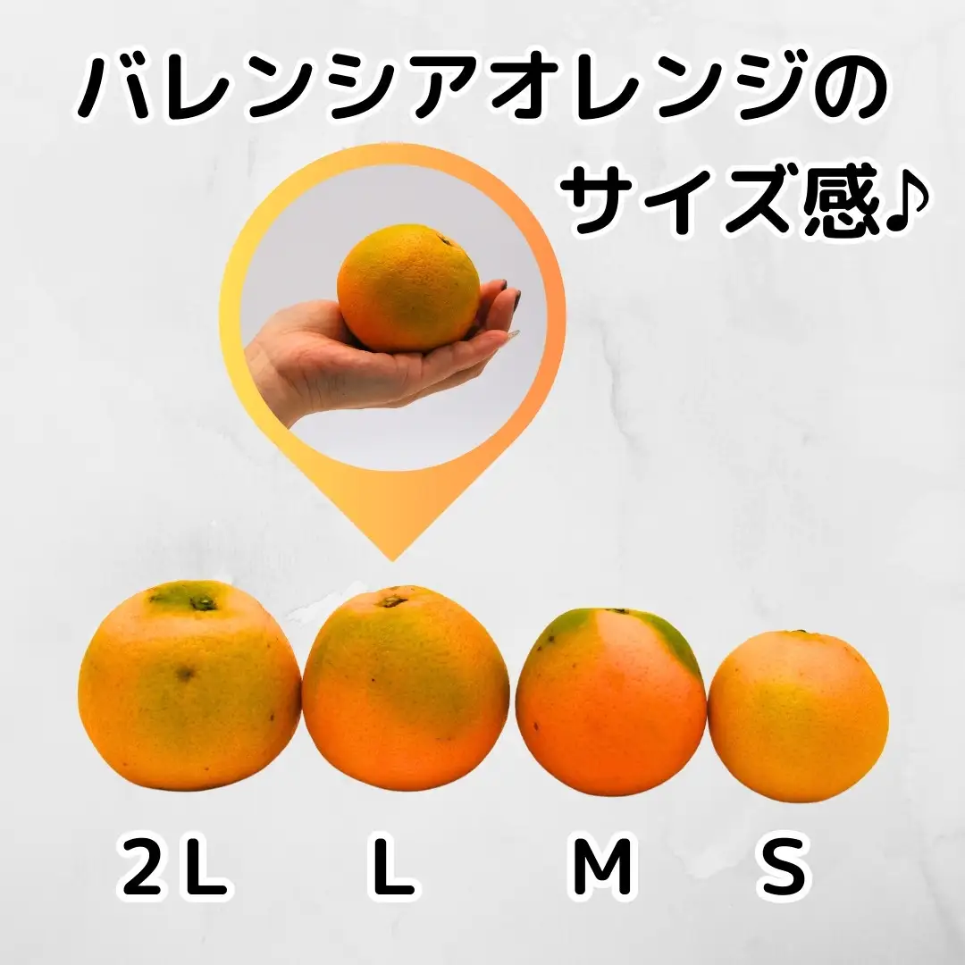 訳あり バレンシアオレンジ  国産 箱込 10kg (内容量 9.2kg ) サイズミックス 和歌山県産 産地直送 みかんの会
