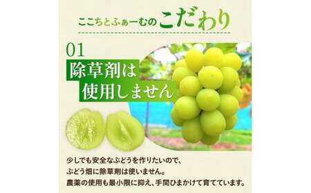 シャインマスカット 除草剤不使用 1kg ご家庭用シャインマスカット【koko002-02】