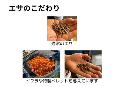 釣り堀チケット（中高生1名）釣り餌付 竿付き ドナルドサーモン 持ち帰り 1時間釣り放題 内臓処理対応 BBQ無料 エサ付 釣り体験