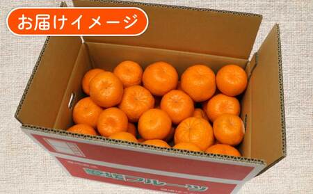 ポンカン 約5.5kg ～ 6kg ふるくとファーム かなこちゃん 先行予約 ポンカン B015-037010