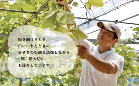 【2026年先行予約】シャインマスカットと梨詰め合わせ2-3種が届く！ぶどうと梨の満足定期便(岡山県産)【KF-T054-03】