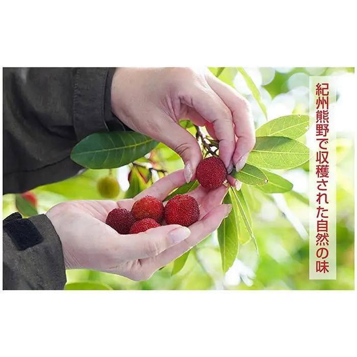 なつかしの果実たっぷり「熊野やまももシロップ」3本セット