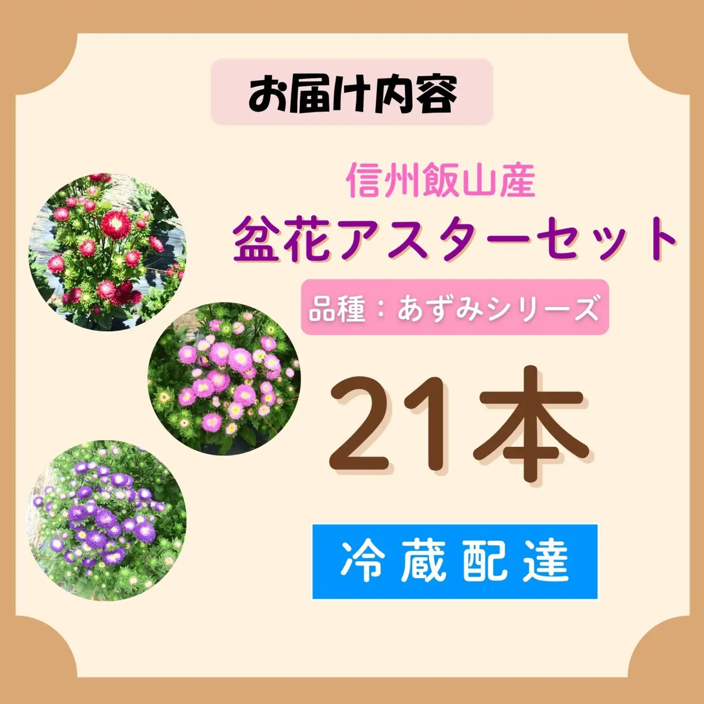  【期間限定】奥信濃飯山～木内ファームの盆花アスター21本セット～【2026年8月上旬より出荷】（Ca-004）