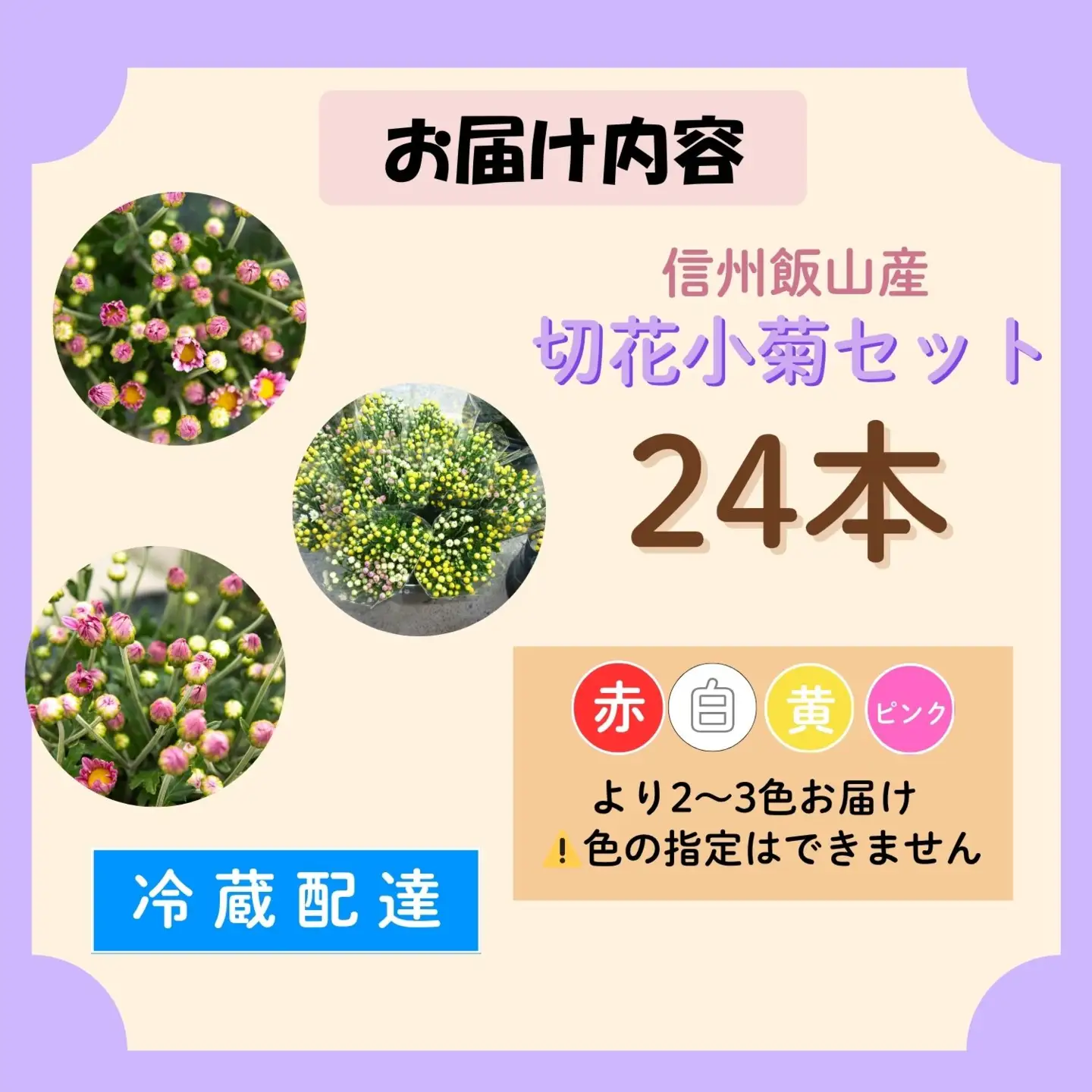 【期間限定】奥信濃飯山 ～木内ファームの切花小菊24本セット～【2026年7月下旬より出荷】（Ca-003）