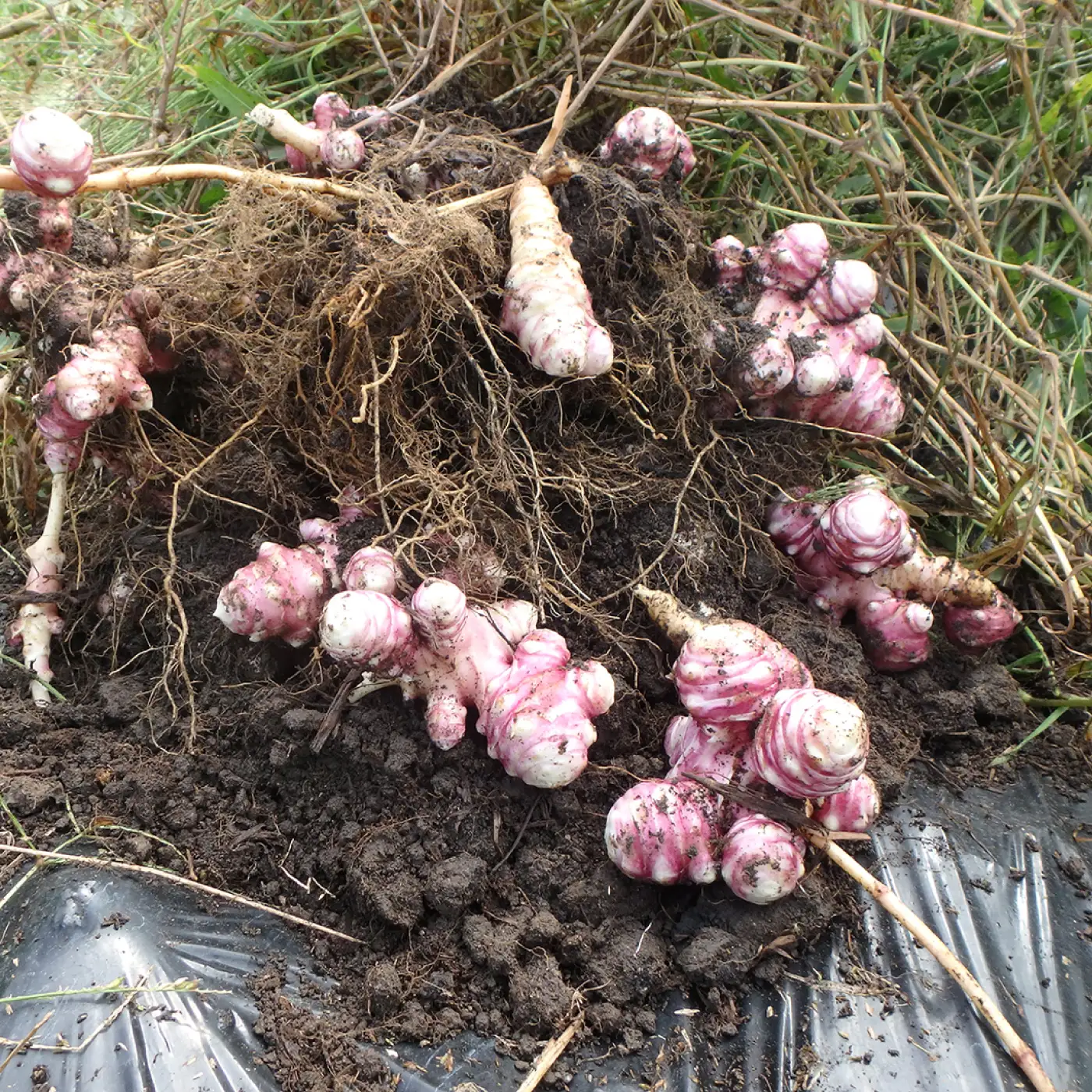 【定期便】紫菊芋（生）1kg×5回　2026年11月よりお届け
