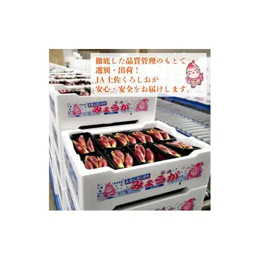 【 みょうが 】 1kg  かつおのたたき に 合う すさきのみょうが