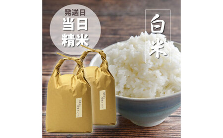 福岡県産 元気つくし 白米 10kg (5kg×2袋)[BGAF019]元気つくし