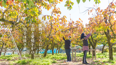 富有柿 12～16玉（茨城県共通返礼品：かすみがうら市）  [FF003sa]