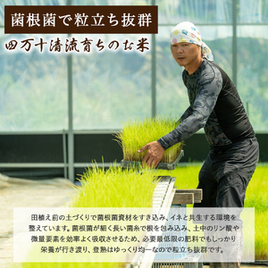 【予約受付】 四万十清流育ち！三浦さんの玄米 30kg（15kg×2） 菌の力で美味しさUP 特別栽培米 ／Fms-A19 玄米 にこまる 特別栽培米 米 お米