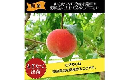桃 品種おまかせ 5kg 13～18個 もも 贈答 プレゼント ＜佐藤果樹園＞ モモ 桃 デザート フルーツ 果物 F7X-0282