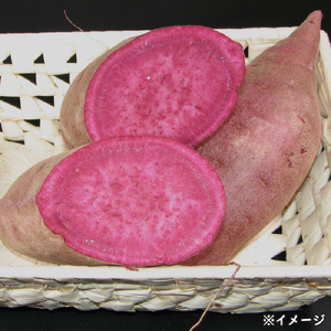 鹿児島産「綾紫芋」と温泉水でつくった芋焼酎『赤財宝』一升瓶2本 KN021-040 酒 アルコール