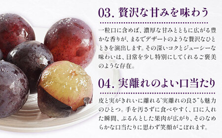 先行予約 ピオーネ 300g×4パック 約1.2kg パックのみ 日本フルーツ株式会社《7月下旬-8月末頃出荷》熊本県 荒尾市 ぶどう ピオーネ 果物 フルーツ スイーツ デザート ギフト ご贈答