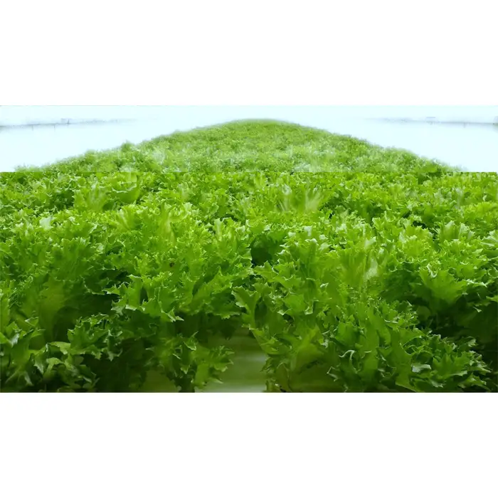 No.014 不揃いのレタスたち（フリルレタス）500g×1袋