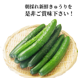 きゅうり 秀品 5kg以上（54本）新鮮 朝採れ きゅうり 小松島市 野菜 夏野菜 産地直送 5kg 酢の物 胡瓜 キュウリ 送料無料
