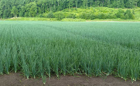 【2026年先行受付】富良野産 黄色 玉ねぎ 約5kg（約15～20玉） M～2Lサイズ　野菜 新鮮 直送 黄玉ねぎ 玉葱 玉ネギ 道産 北海道 富良野市 ふらの 幕田農園