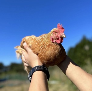 つのたま タカセ花園 [a0783] 返礼品 添田町 ふるさと納税