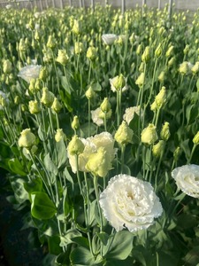 タカセ花園 ヒロト厳選！季節の切り花セット[a0784]タカセ花園 返礼品 添田町 ふるさと納税