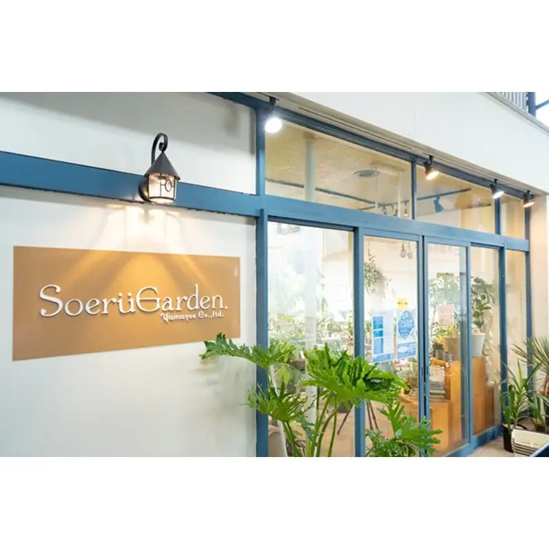 季節の植物 2号鉢 5点セット【発送可能時期：4月上旬～7月末、9月上旬～11月末】観葉植物