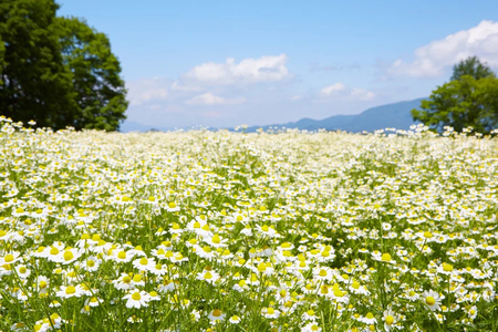 華密恋 スキンバーム25g [カミツレ研究所 長野県 池田町 48110797]