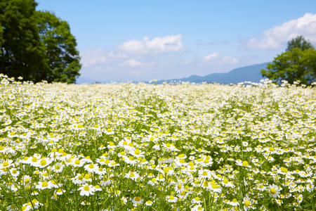 華密恋 ボディミルク 150mL [カミツレ研究所 長野県 池田町 48110799]