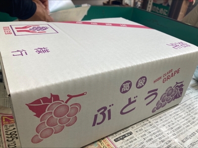 【2026年先行予約】 ニューピオーネ 約2kg 【2026年8月上旬から順次発送予定】 ぶどう 葡萄 種無し 果物 愛媛 人気 伊豫果園 伊予市｜B390