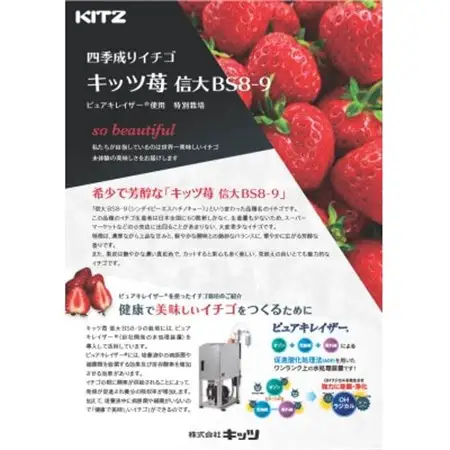 長野県茅野市産　いちご　キッツ苺(信大BS8-9)1箱 500g【配送不可地域：離島・北海道・沖縄県・中国・四国・九州】【1596532】