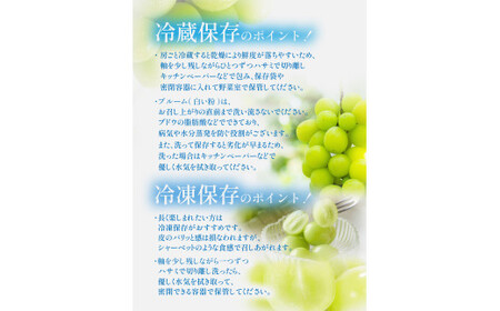 【岡山県産】晴王 シャインマスカット 約600g 1房 【2026年9月上旬～2026年11月下旬発送予定】 マスカット ぶどう ブドウ 葡萄