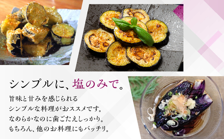 ≪先行予約≫とげなし茄子 20本 ナス 茄子 なす なすび 野菜 旬 旬の野菜 糖度 石田茄子 トゲなし