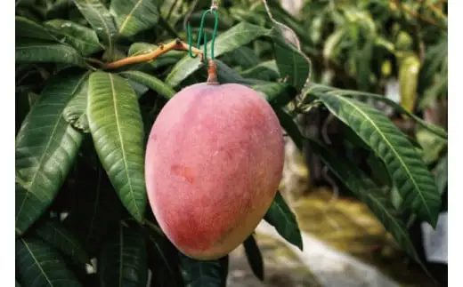 沖縄県豊見城市産アップルマンゴー 約2kg 