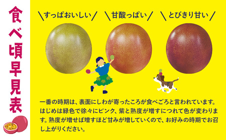 さの農園の パッションフルーツ 約1kg 10-15玉