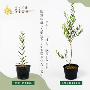 No.1253 ＜数量限定＞オリーブの苗(1本)鹿児島県産 苗 観葉植物 オリーブ 国産 シンボルツリー 庭木 内祝い ギフト 贈答 プレゼント 観賞 苗木 オリーブの木【鹿児島オリーブ】