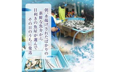 【隔月3回定期便 / 下処理済】鮮魚セット 三陸海の恵み詰め合わせ  (1回あたりのお届け目安：1～2人用) 【 鮮魚 海鮮 お刺身 魚介 魚介類 鮮魚BOX 詰め合わせ セット 三陸産 国産 天然 宴会 時短 便利 簡単 お手軽 岩手県 陸前高田市 産地直送 】 RT2581