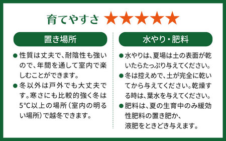 幸せを呼ぶ木『ガジュマル』　エッジボールポット 糸島市 / cocoha / 観葉植物 グリーン 緑 インテリア [AWB038]