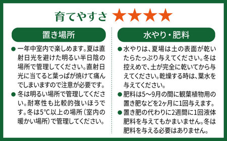 濃緑と赤紫のコントラストが美しい　シンゴニウム・チョコレート 糸島市 / cocoha / 観葉植物 グリーン 緑 インテリア [AWB039]