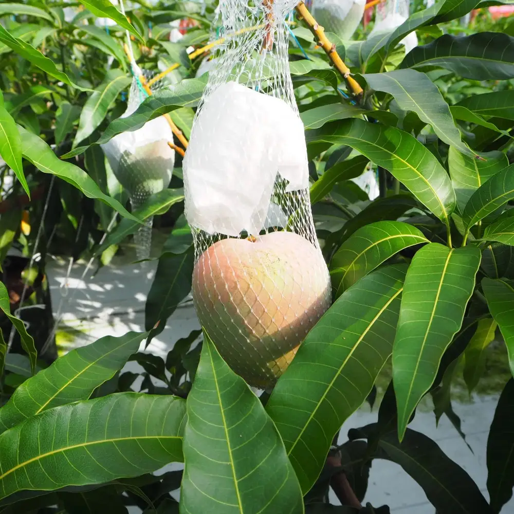 和歌山県産 樹上完熟しおさいマンゴー 2玉入り★2026年8月初旬頃より順次発送　［TM218］