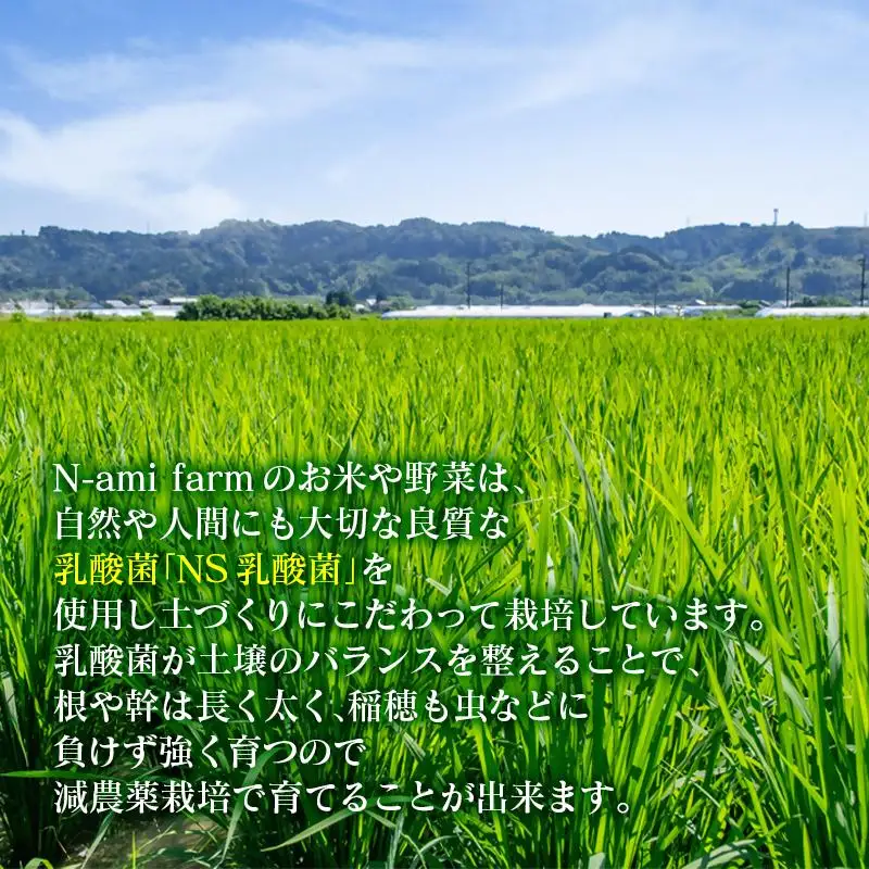 【令和8年産新米・先行予約】農家直送　こしひかり 10kg 精米済み 8月より発送開始＜57-3a＞