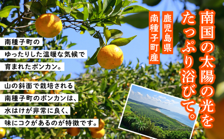 【先行予約】【定期便】 種子島 旬鮮セット 全２回 安納いも ポンカン 人気 種子島産 返礼品 南種子町 鹿児島 かごしま 【のっちーよ種子島】