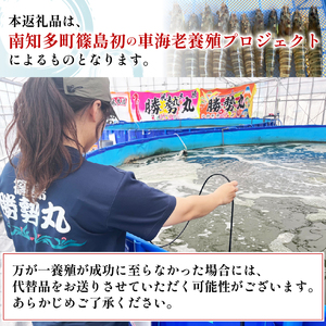 先行予約 活車海老 約300g 指定日必須