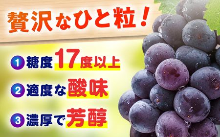 【★先行予約★ 2026年7月下旬より発送】【ご家庭用】種無し巨峰 約350g×4P / ぶどう 巨峰 果物[AFAB086]