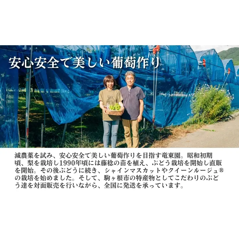 2026年産 ぶどう ナガノパープル 約600g（1房）果物 フルーツ デザート 信州 長野 駒ケ根市