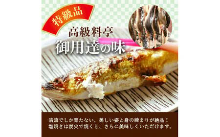 【生鮎解禁】四万十川上流の天然釣り鮎 1kg（冷蔵5～18尾）着日指定不可 あゆ アユ 塩焼き 鮎  Esj-32k