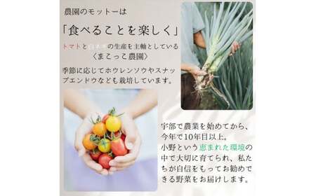 【ミニトマト】カラフルミニトマト！ 約1.8kg (3～5種入り)