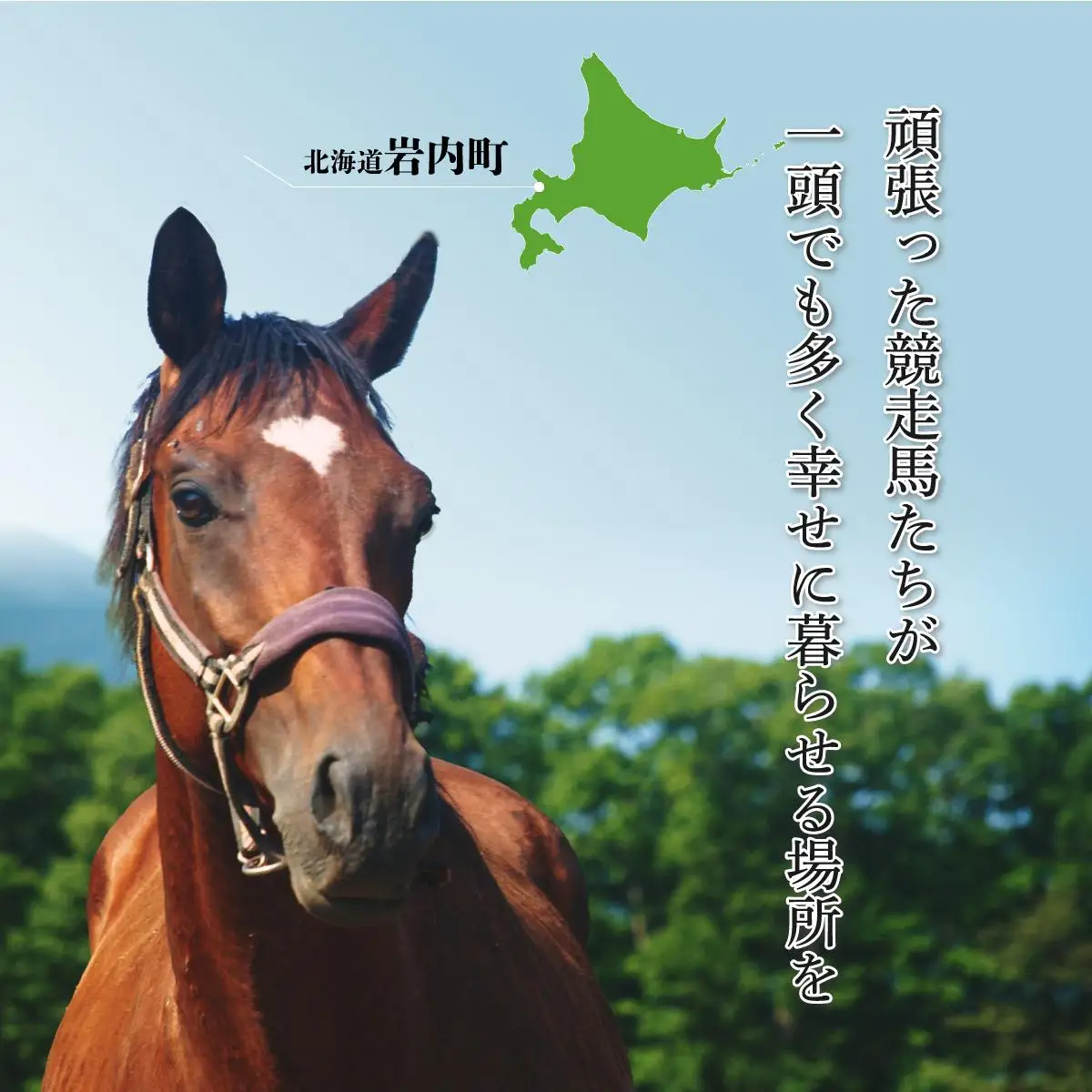 ホーストラスト北海道引退馬支援 3000円分