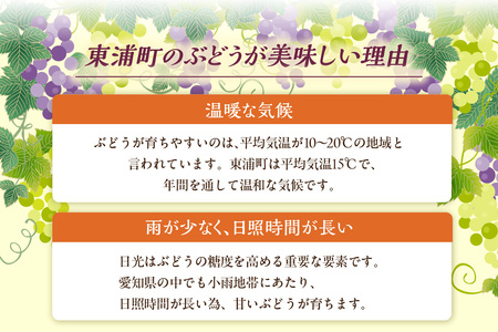 【先行予約】【2026年8月発送】東浦町産 種なし巨峰・約1kg