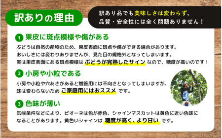 【訳あり】 ※2026年予約！※ 岡山県産 林ファミリーのシャインマスカット 約2kg（約3～5房） / ぶどう ブドウ 岡山 真庭市 【hfbd022-02】