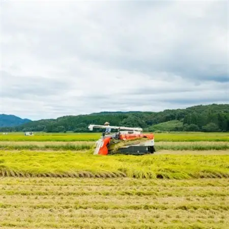 R7年産 関川村産こしひかり 精米5kg ふっくら美味しさ 岩船米 [横山農産]_関川村産 こしひかり 先行予約_【1638512】