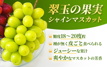 ＜足立ぶどう園＞島根県オリジナルぶどう「神紅」・シャインマスカット詰合せ（約1.2㎏）［JU米子髙島屋選定品］【ブドウ マスカット フルーツ 果物 オリジナル 品種 甘い 皮ごと 種なし 大粒 果汁 美味しい セット 詰め合わせ ギフト 贈り物 贅沢 島根県 安来市】【48-P1-01】