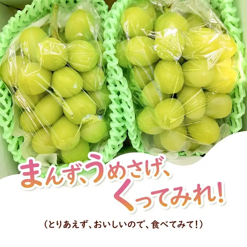 【令和8年産先行予約】シャインマスカット 2房入り (約1.2kg)　やまも果樹園
