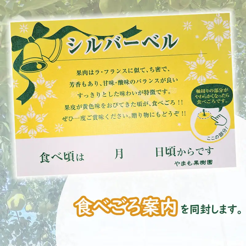 【令和8年産先行予約】洋梨　シルバーベル　約3kg（7～9玉） 山形県鶴岡市　やまも果樹園　| 洋ナシ 洋なし 西洋梨 産地直送 3キロ 秋果実 果物 くだもの フルーツ デザート 旬 人気 美味しい 2026年産 お取り寄せ 返礼品 