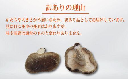 訳あり 生しいたけ 1.5kg しいたけ